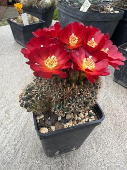Sulcorebutia mariana